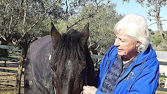 ARCH horse sanctuary reopens to public after summer break