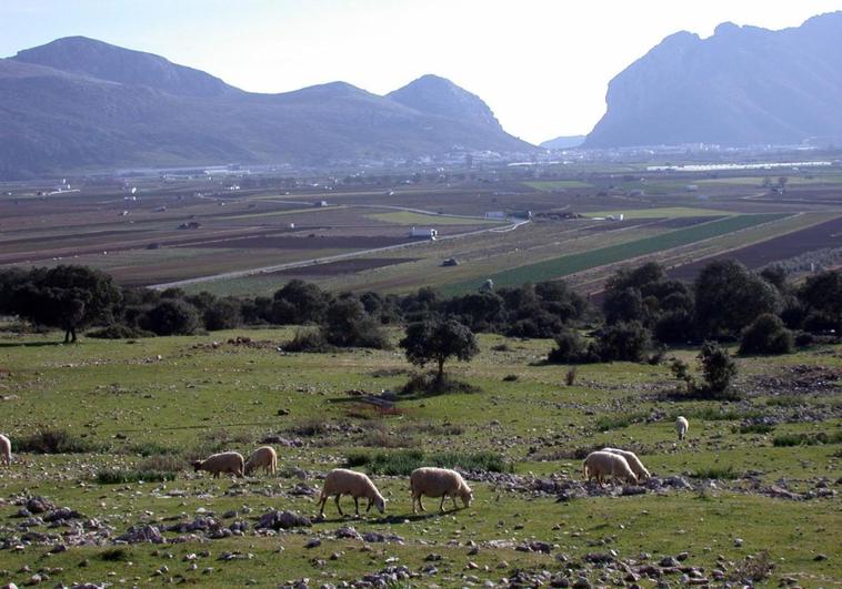Zafarraya: Marking a border or shepherds&#039; fields