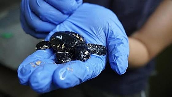 More than 50 loggerhead turtles hatch on Marbella beach with great expectations for more
