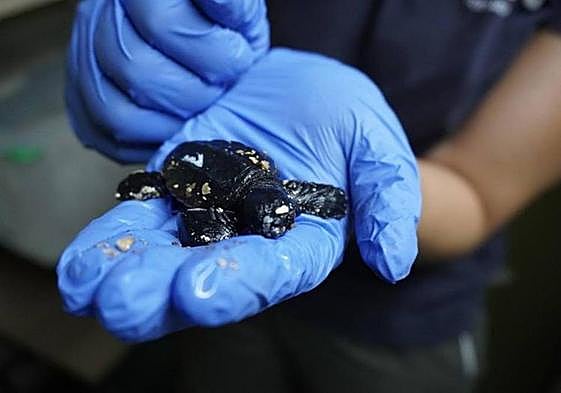 Eight turtles also hatched in an incubator at Bioparc Fuengirola.