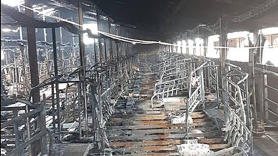 More than 400 pigs die in blaze at a farm in Chiclana