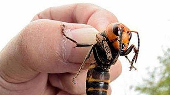 This is the dangerous invasive insect that has authorities in Spain on alert