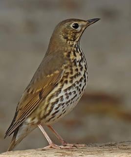 Turdus philomelos, the song thrush.