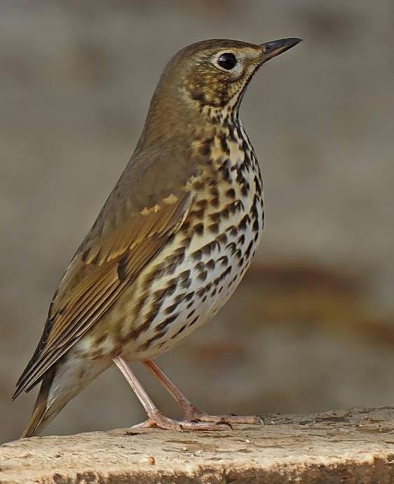 The song thrush