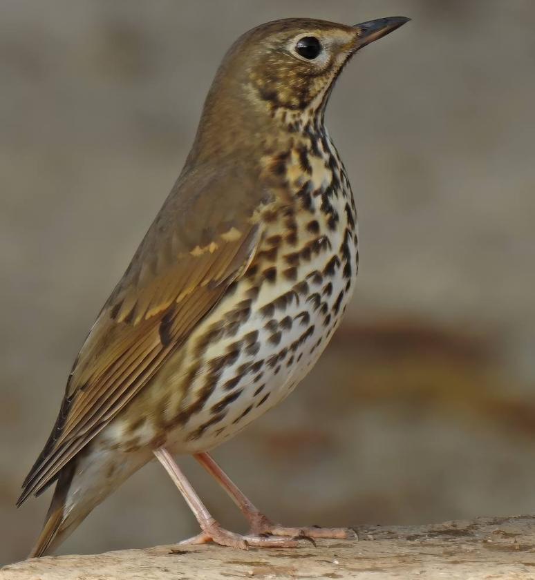 Turdus philomelos, the song thrush.