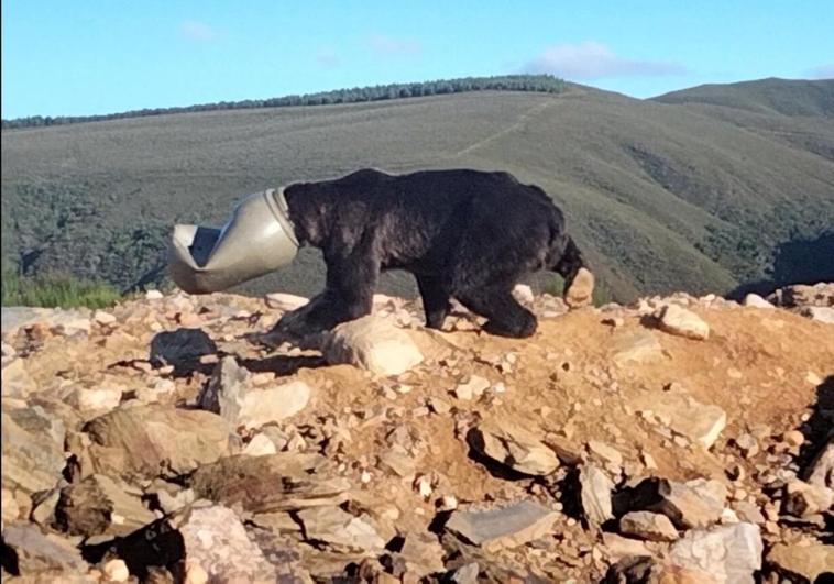 The brown bear with its head stuck inside a plastic container.