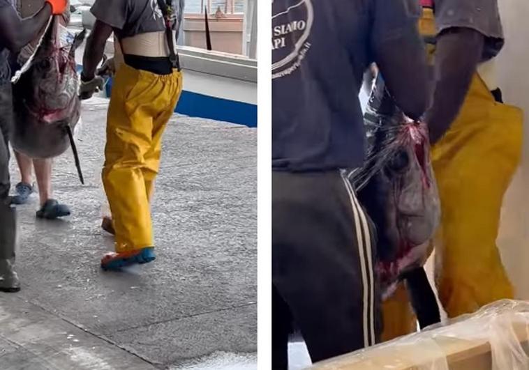 72-kilo swordfish caught off the coast of Granada