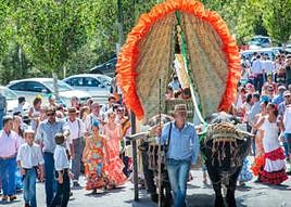 The colourful carts pulled by oxen wind their way through the streets of El Calvario.