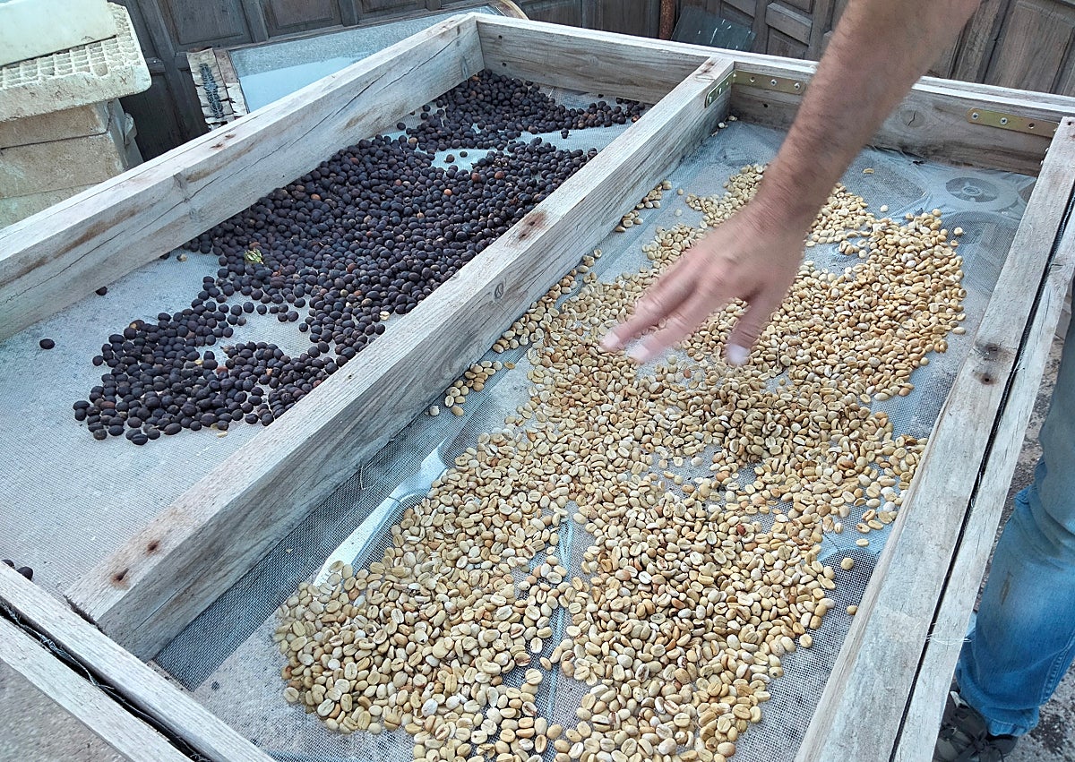 Imagen secundaria 1 - At the farm: growing and drying.