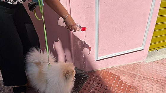 More than 400 owners face fines for not picking up their pet's poop or not diluting the animal's wee on pavements in Mijas
