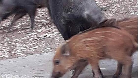 Mijas hires company to trap and kill wild boar that have become a major problem in the town