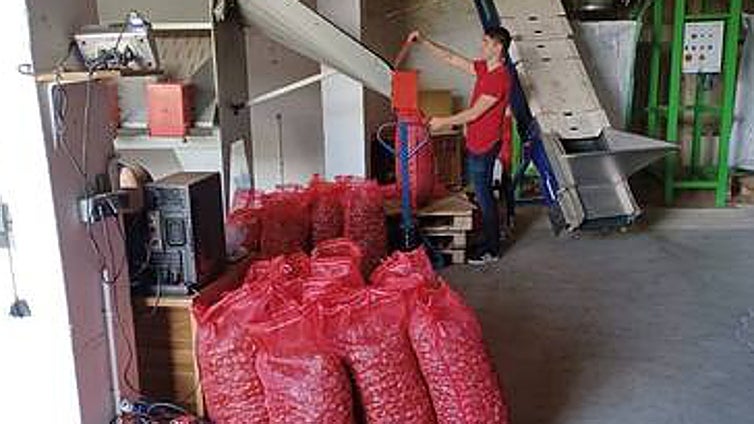 Drought and high temperatures hit the chestnut harvest in Malaga's Genal valley