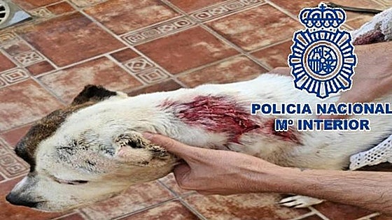 Malaga man arrested for knife attack on dog following dispute between neighbours
