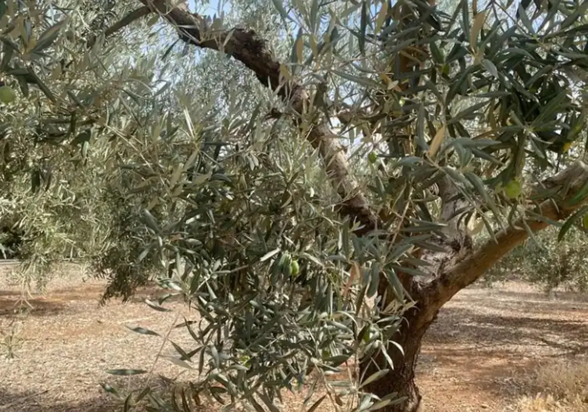 Another dire season for olive harvest and liquid gold production in Malaga province