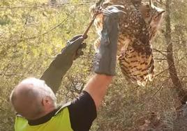 Watch as police rescue trapped eagle owl from a barbed wire fence in Malaga