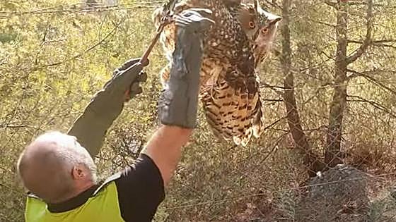 Watch as police rescue trapped eagle owl from a barbed wire fence in Malaga