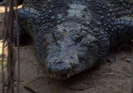 At more than three metres long and weighing in at 350 kilos: this is the Nile crocodile that has just arrived at Bioparc Fuengirola