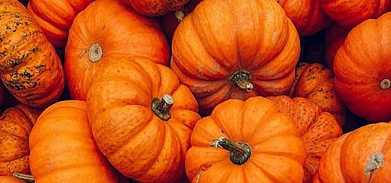 Pumpkin: From food for lords to Halloween fun
