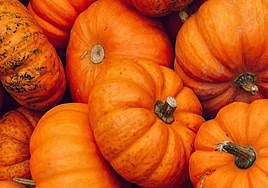 Traditional orange pumpkins.