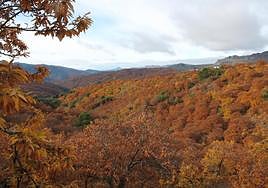 The landscape of the Genal Valley began to turn a coppery shade this week.