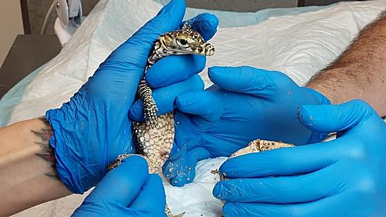 The story of Juanito, the Komodo dragon that hatched at Bioparc Fuengirola, and the sad secret the egg held