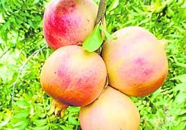 Pomegranates grown in the Guadalhorce valley.
