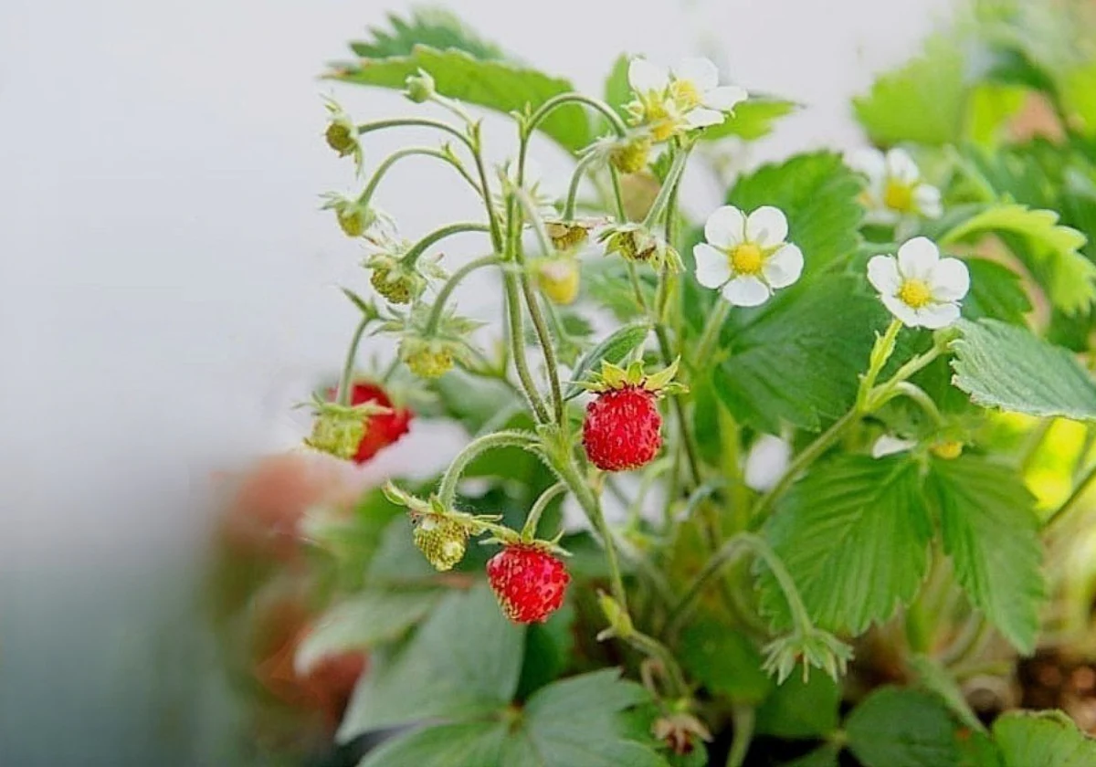 Fifty years of cultivating smaller but sweeter wild strawberries in Malaga province