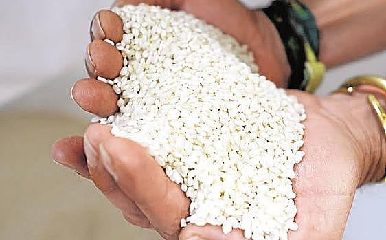 Versatile rice