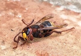 Plague of oriental hornets threaten honey bees and crops as they advance across Malaga province