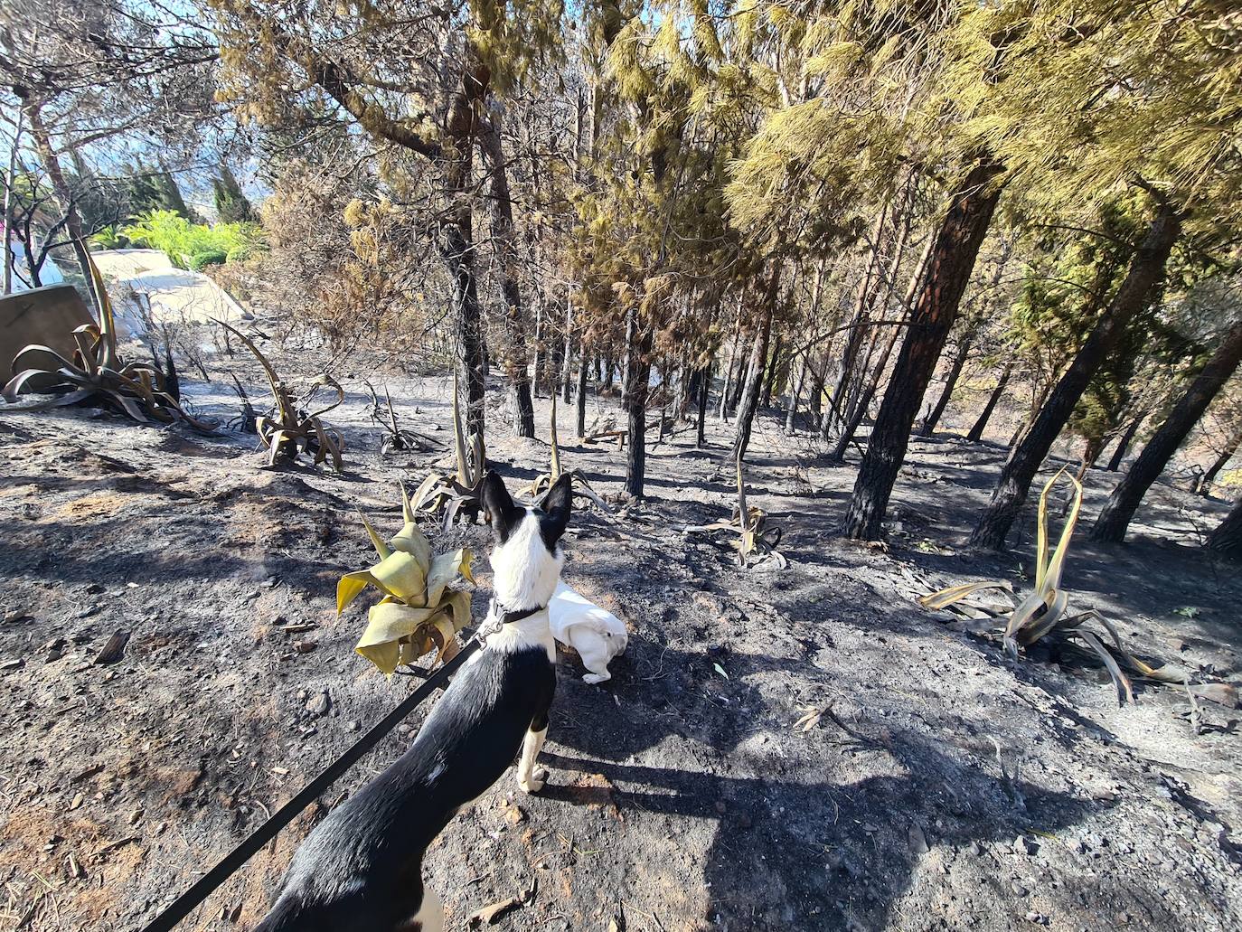 The horror of the Mijas wildfire, in pictures