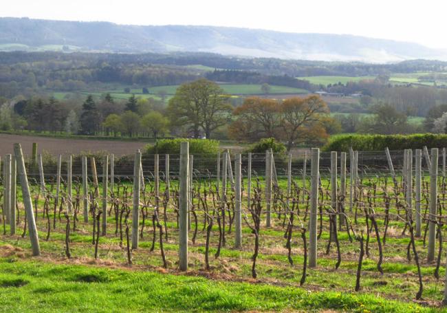 Nyetimber vineyard, West Sussex, UK.