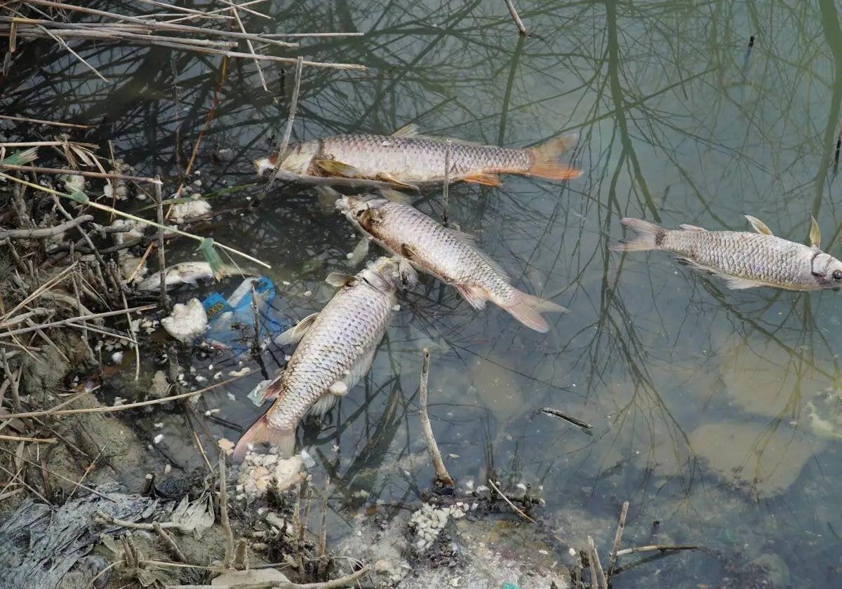 Dead fish in the lake.