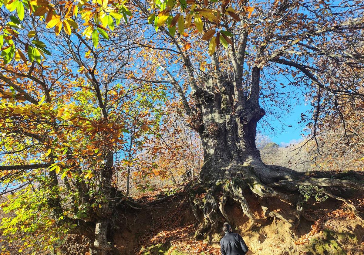 The Castaño Abuelo, one of the oldest trees in Malaga&#039;s copper forest