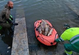 Almost 2,000 kilos of dead fish pulled from Malaga lake due to high concentration of salt in the water