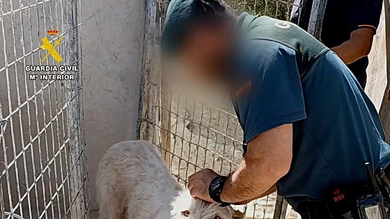 Owners investigated after ears cropped and tails docked on 1,000 dogs in Andalucía