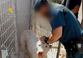 Mutilated dogs in the province of Granada.