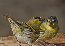 Eurasian siskins.