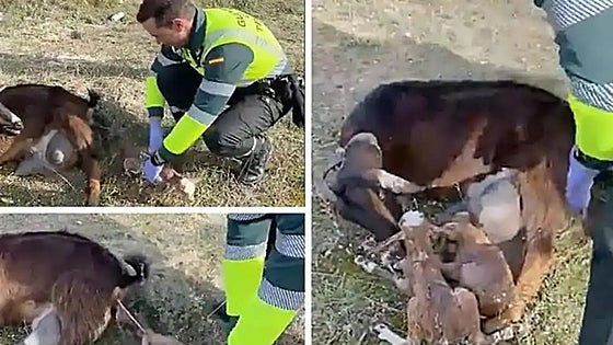 Guardia Civil assist the delivery of a baby goat on a road in Valladolid