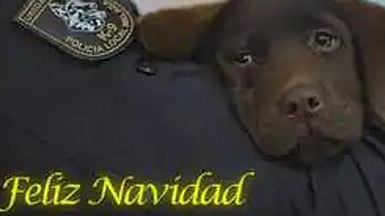 Christmas greeting from Keta: the labrador puppy rescued by a Malaga police officer