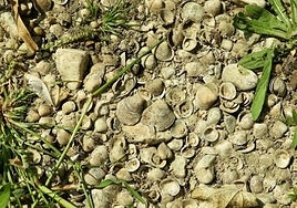 Asian clam shells found in the Guadalhorce river.