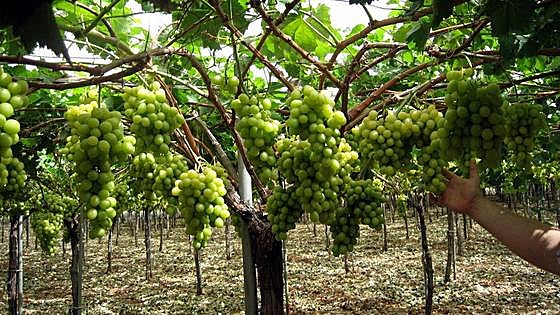 Crisis in Spain's premier wine region