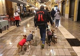 Spain's 'best friends' programme offers free veterinary help to those in need, and this is how to apply