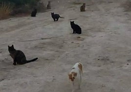 Cats from one of the colonies in the disputed area of Altea.