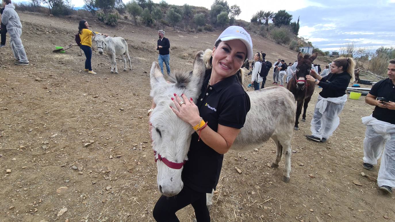 A group of employees from a tech AI company help out at a donkey sanctuary