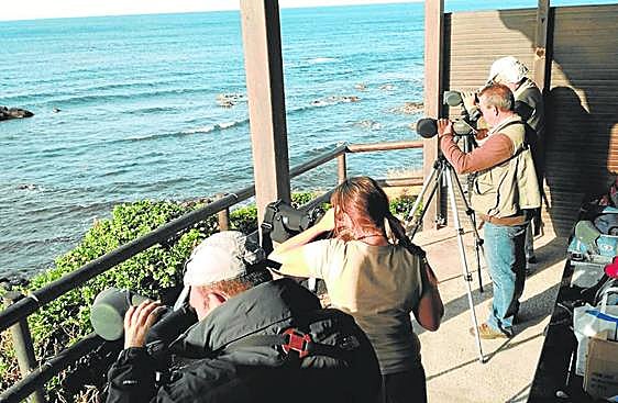 Top spots for birdwatching near the Costa del Sol