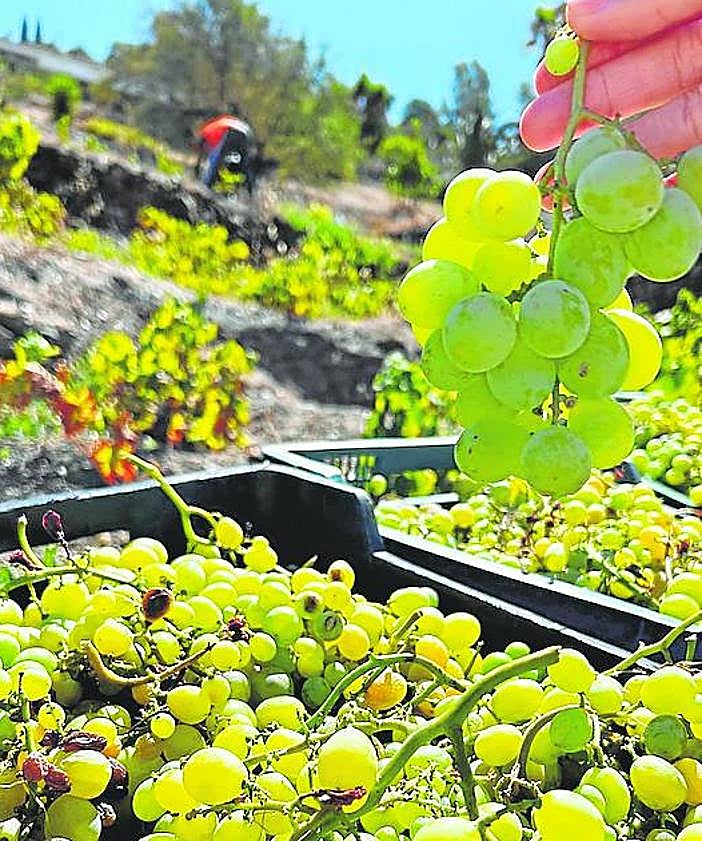 Imagen secundaria 2 - From top: Olive harvest in the Axarquía, avocado plantations are common east of Malaga and the grape harvest 2023.