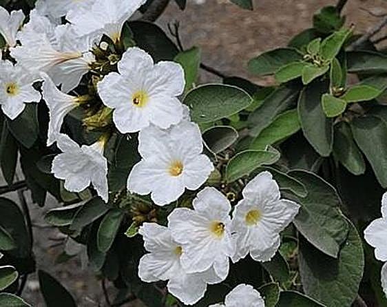 Recommended for your garden in the south of Spain: Cordia boissieri