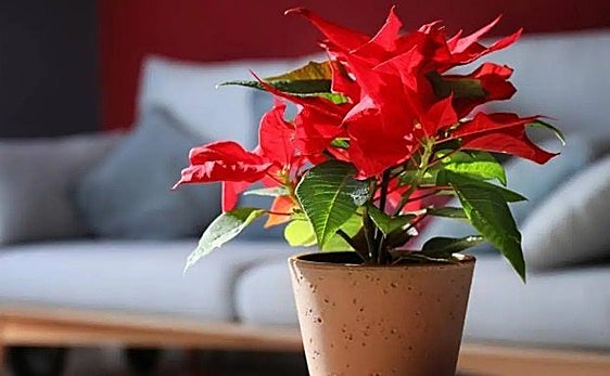 From the coin trick to a black bag: expert tips to keep your Christmas poinsettia plant looking at its best
