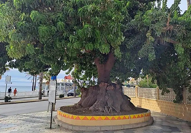 The iconic ombú provided shade to the corner for 30 years.