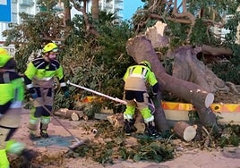 Firefighters remove the tree after it was damaged by high winds.